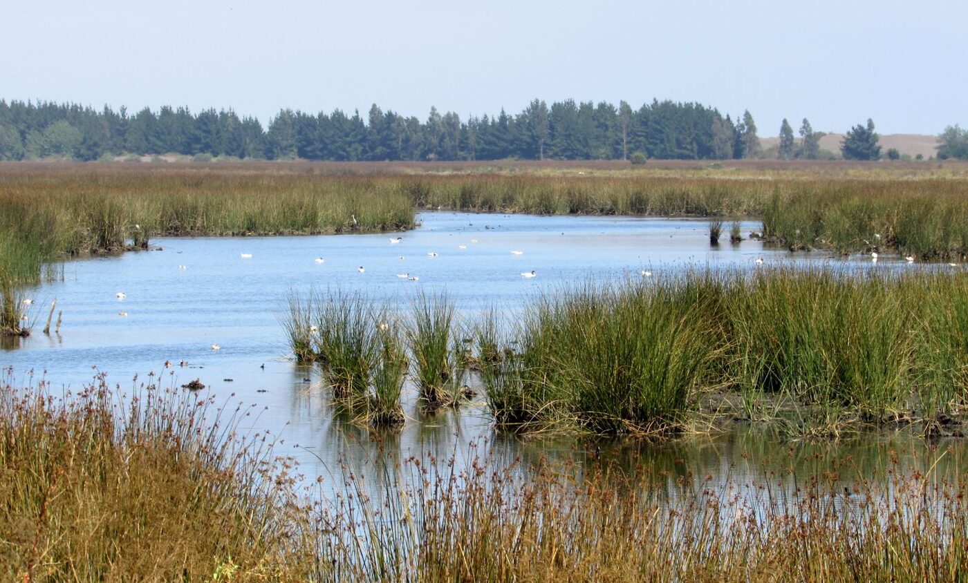 Humedales de Putú, Región del Maule